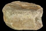 Hadrosaur Vertebra - Alberta (Disposition #-) #111128-1